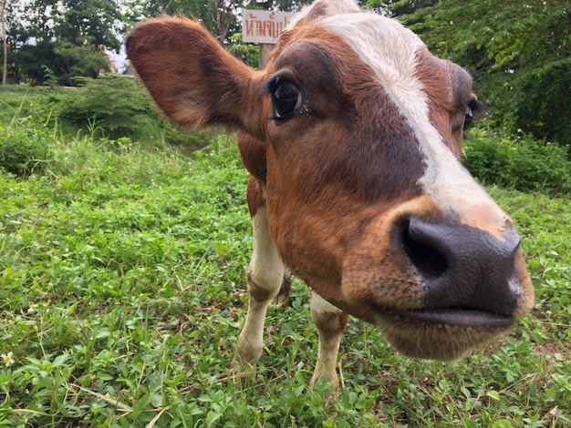 Foto porträt einer kuh auf einem grasbewachsenen feld