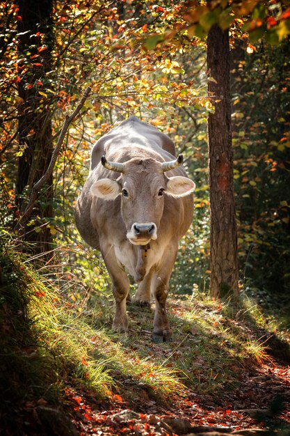 Foto porträt einer kuh