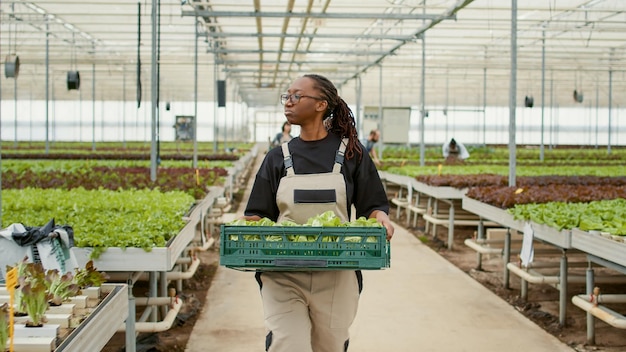 Porträt einer lächelnden afrikanisch-amerikanischen Frau im Gewächshaus, die zu Fuß geht, während sie eine Kiste hält, die einen Kollegen grüßt, der ein Gestell drückt. Bio-Landarbeiter mit frischem Salat, der ohne Pestizide angebaut wurde.