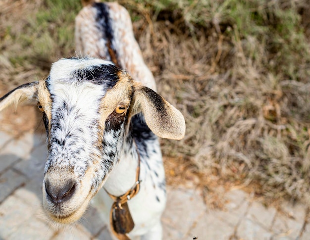 Porträt einer lächelnden Ziege auf dem Hintergrund eines Feldes in Andalusien Spanien