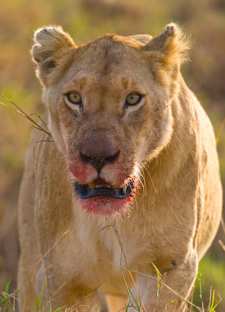 Porträt einer Löwin. Nahansicht. Kenia. Tansania. Masai Mara. Serengeti.