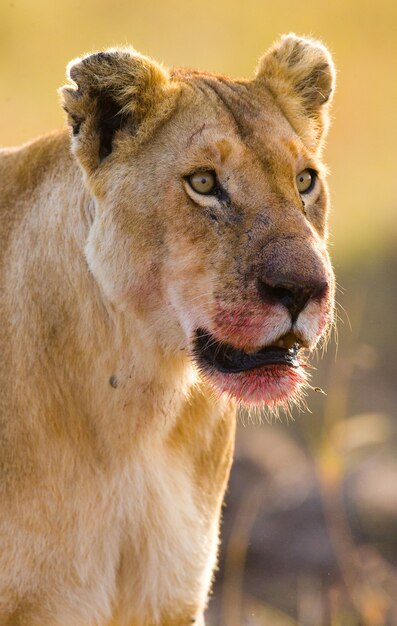 Porträt einer Löwin. Nahansicht. Kenia. Tansania. Masai Mara. Serengeti.