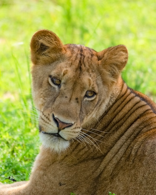 Porträt einer Löwin Safari in Afrika Uganda