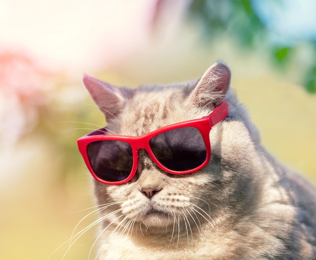 Porträt einer lustigen Katze mit Sonnenbrille im Freien im Sommer