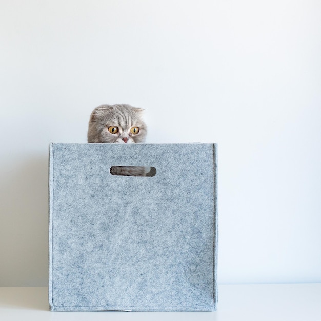 Porträt einer lustigen schottischen Faltkatze mit Stammbaum, die aus einer grauen Filzkorbbox herausschaut