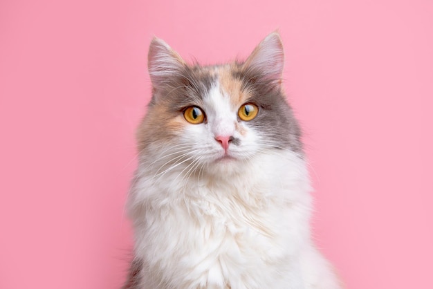 Porträt einer lustigen süßen grauen und weißen flauschigen Katze, die auf einem rosa Hintergrund sitzt