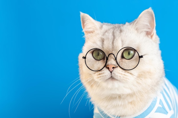 Porträt einer lustigen weißen Katze mit Brille und gestreifter Kleidung auf blauem Hintergrund