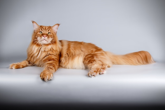 Porträt einer Maine Coon Katze auf farbiger Wand