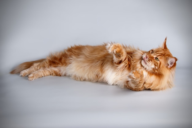 Porträt einer Maine Coon Katze auf farbiger Wand