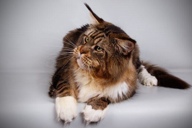 Porträt einer Maine Coon Katze auf farbiger Wand