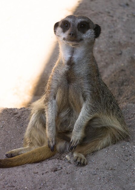 Porträt einer Meerkatze, die im Freien sitzt