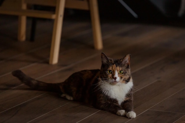 Porträt einer mehrfarbigen Katze in einer häuslichen Umgebung.
