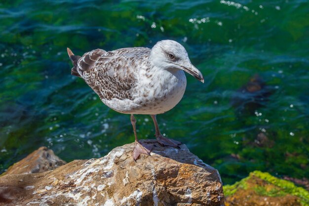 Porträt einer Möwe am Meer, Türkei