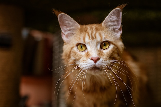 Porträt einer niedlichen Katze der Maine Coone Rasse.