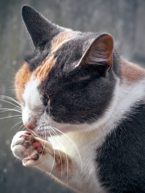 Porträt einer niedlichen lustigen Katze.