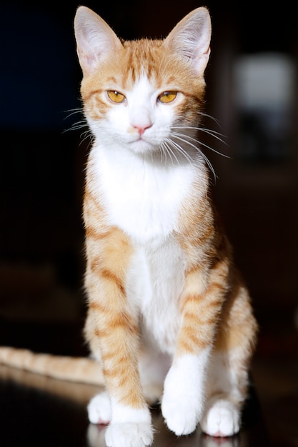 Porträt einer niedlichen sitzenden Ingwerkatze sitzend