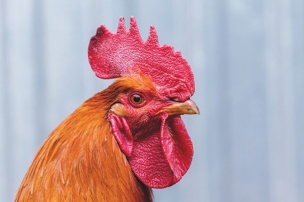 Porträt einer orange Schwanz Nahaufnahme in einem Profil auf einem grauen verschwommenen Hintergrund_