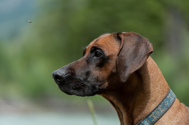 Porträt einer Rhodesian Ridgeback Nahaufnahme