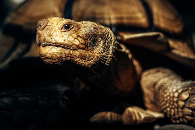 Porträt einer riesigen Schildkröte mit wunderschönem Licht