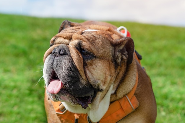 Porträt einer roten englischen britischen Bulldogge mit Zunge in orangefarbenem Geschirrsitzen