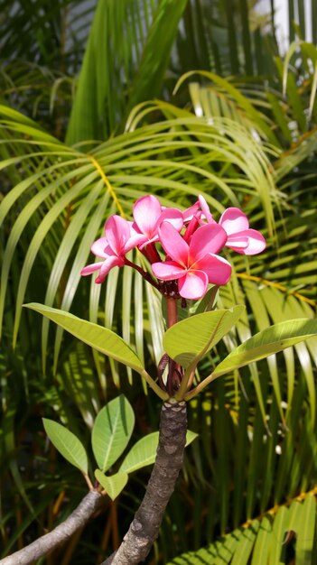 Porträt einer roten Frangipani-Blume oder einer rosa Plumeria-Blume mit Naturhintergrund