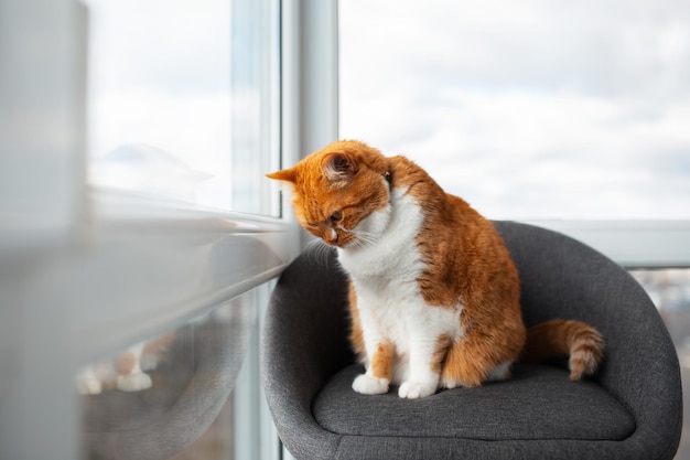 Porträt einer roten Katze, die auf einem grauen Stuhl zu Hause sitzt und durch das Fenster nach draußen schaut