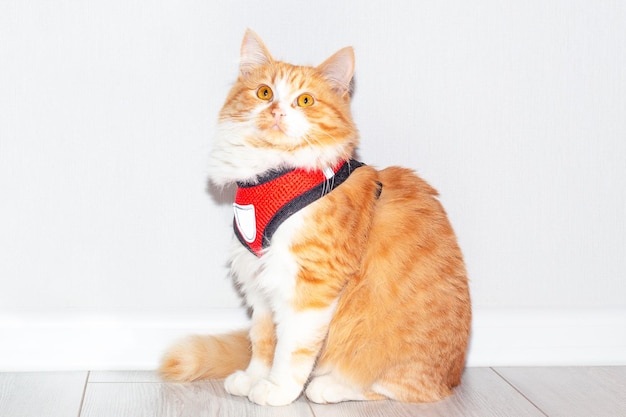 Porträt einer roten Katze in einem roten Geschirr auf hellem Hintergrund Zubehör für Wandertiere