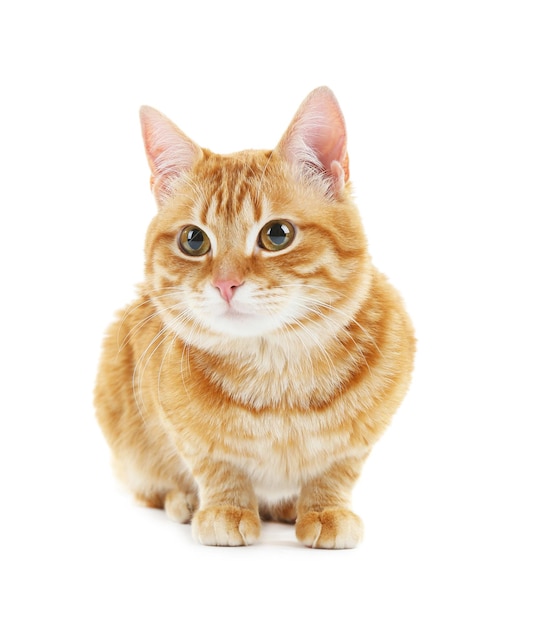 Porträt einer roten Katze, isoliert auf Weiß