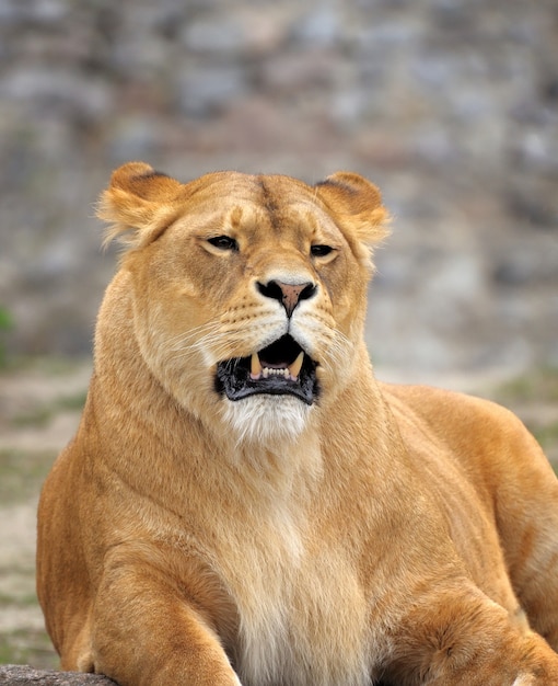 Porträt einer ruhenden löwin (panthera leo).