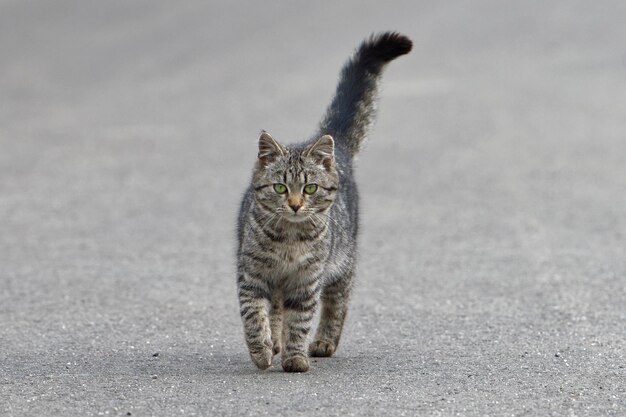 Foto porträt einer schäbigen katze auf einer asphaltstraße