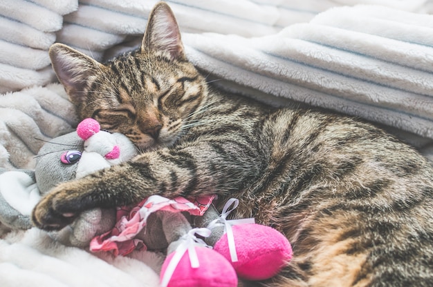 Porträt einer schlafenden Katze und Stofftiere