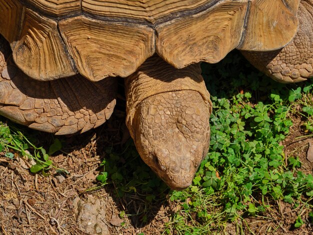 Porträt einer schönen afrikanischen Schildkröte