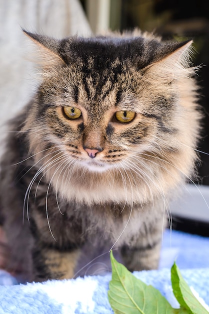 Porträt einer schönen braunen flauschigen Katzennahaufnahme