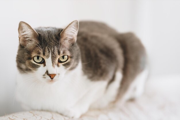 Porträt einer schönen edlen Katze mit großen Augen auf hellem Hintergrund in häuslicher Umgebung