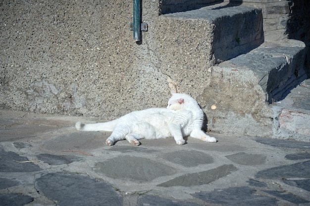 Porträt einer schönen gestreiften Katze aus nächster Nähe