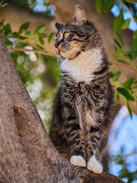 Porträt einer schönen getigerten Katze