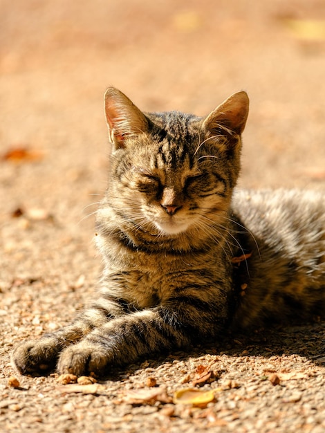 Porträt einer schönen getigerten Katze