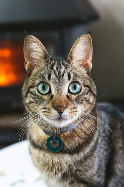 Porträt einer schönen Hauskatze zu Hause mit einem Feuer im Hintergrund