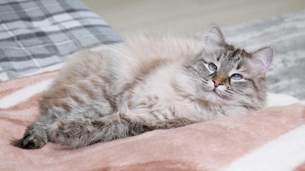 Porträt einer schönen Katze, die sich drinnen auf dem Sofa ausruht und nach vorne schaut