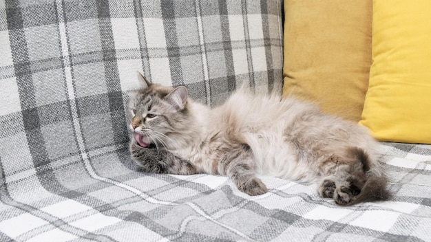 Porträt einer schönen Katze, die sich drinnen auf dem Sofa ausruht und nach vorne schaut
