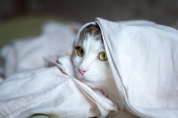 Porträt einer schönen Katze im Sonnenlicht