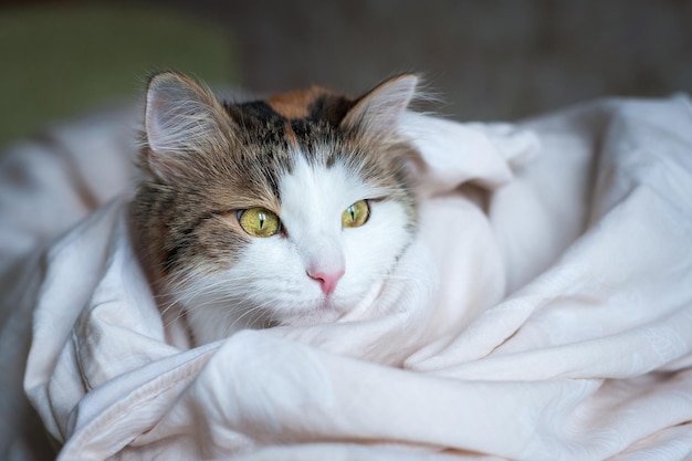 Porträt einer schönen Katze im Sonnenlicht