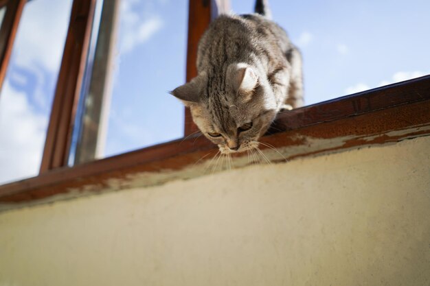 Porträt einer schönen Katze Schöne Katze Porträt glückliches Haustier