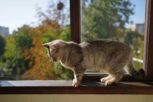 Porträt einer schönen Katze Schöne Katze Porträt glückliches Haustier