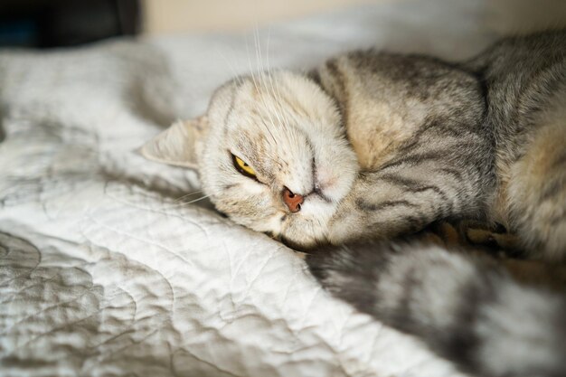 Porträt einer schönen Katze, süßes Katzenporträt, glückliches Haustier