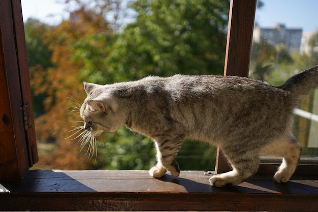 Porträt einer schönen Katze. Süßes Katzenporträt, glückliches Haustier