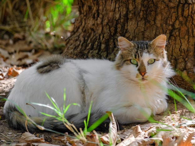 Porträt einer schönen Katze