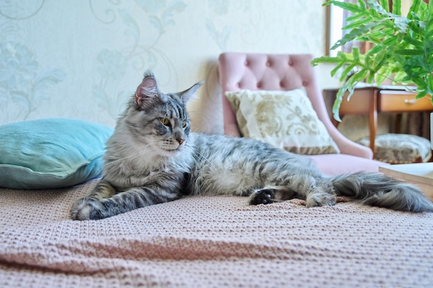 Porträt einer schönen reinrassigen grauen Katze, die zu Hause auf der Couch ruht