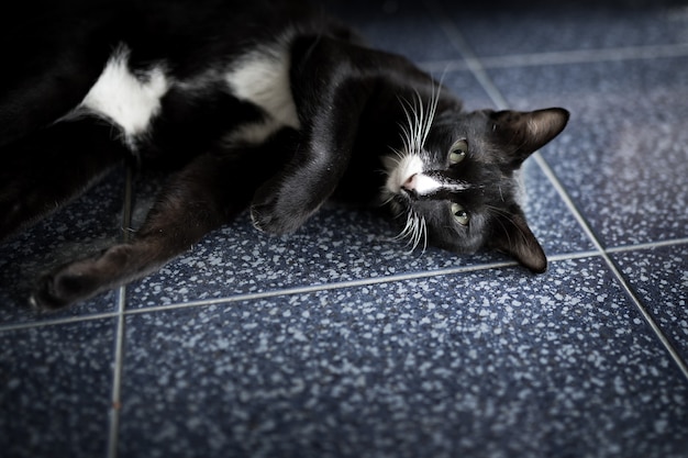 Porträt einer schönen schwarzen siamesischen Katze der Miezekatze während des Schlafens, schöne Katze zu Hause