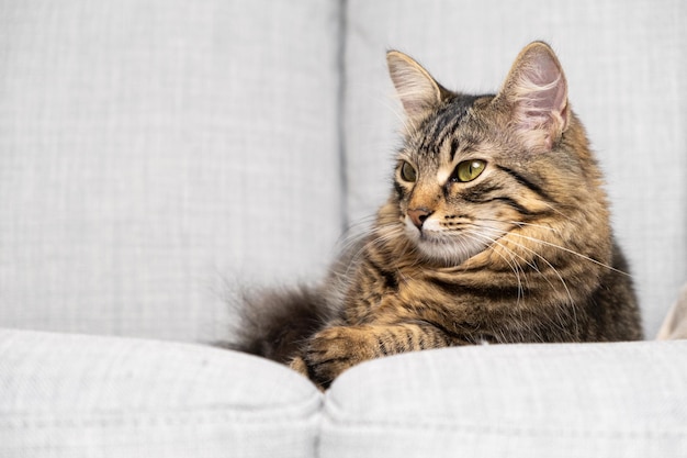 Porträt einer schönen Tabby-Katze mit gelbgrünen Augen, die auf einem grauen Sofa für den Text liegt